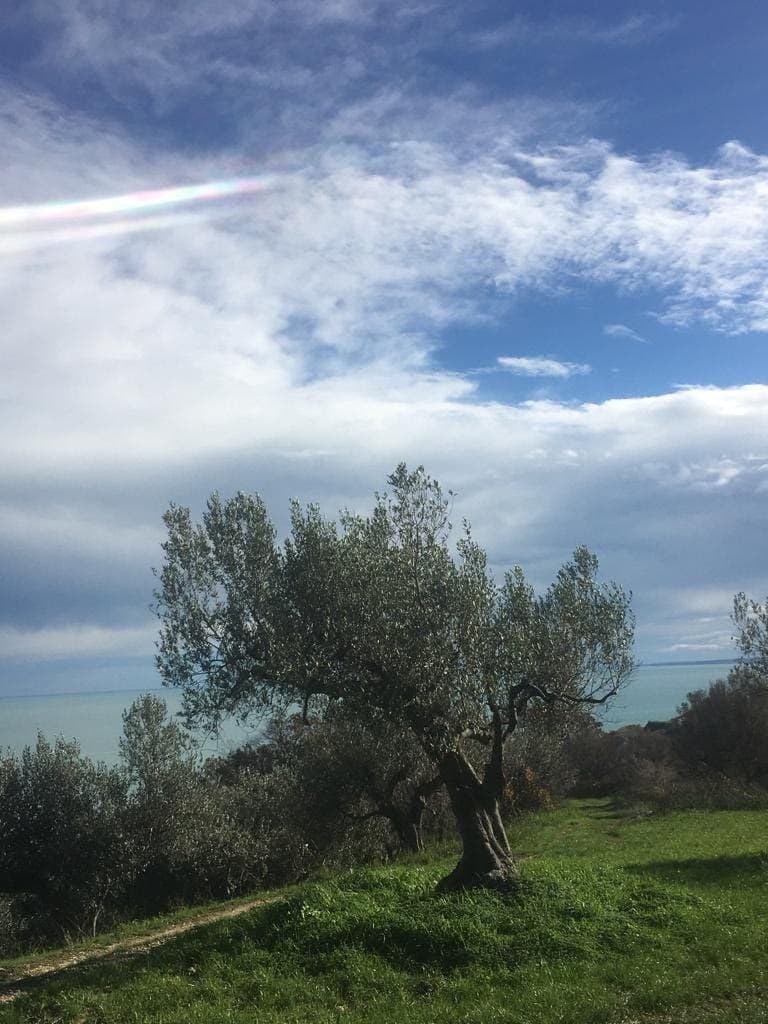 Ulivo secolare della Tenuta Aura Maris affacciato sul mare Adriatico a San Vito Chietino