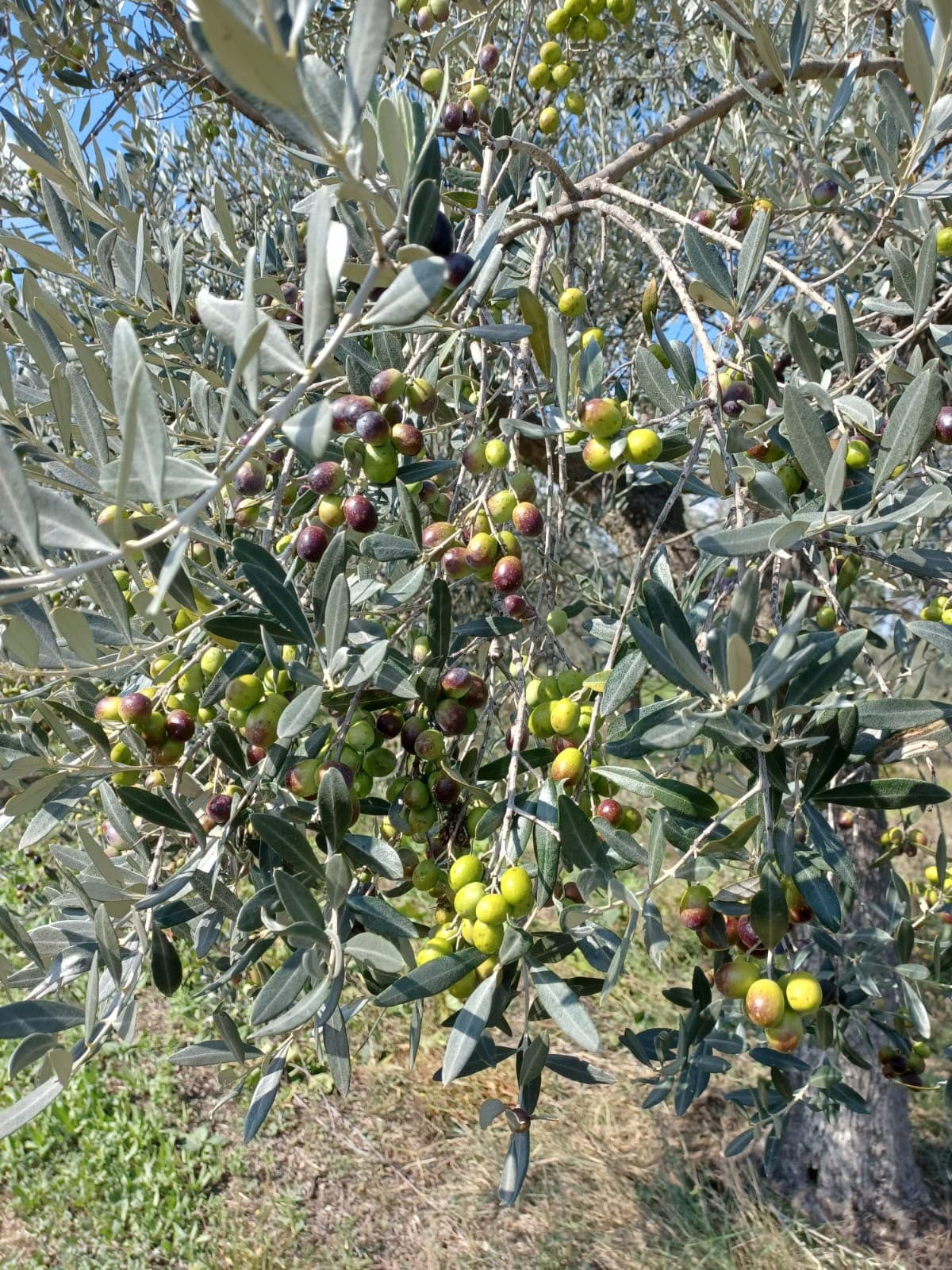 Rami di ulivo carichi di olive verdi e nere in fase di invaiatura